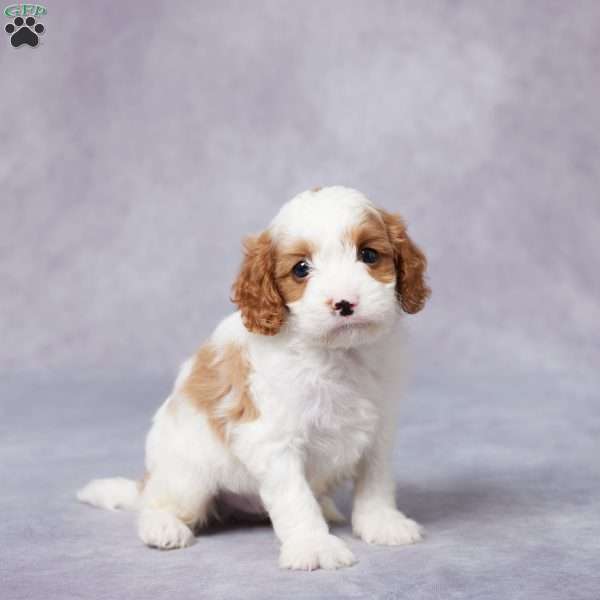 Scott, Cavapoo Puppy